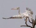 /album/photogallery/pink-backed-pelican-jpg/